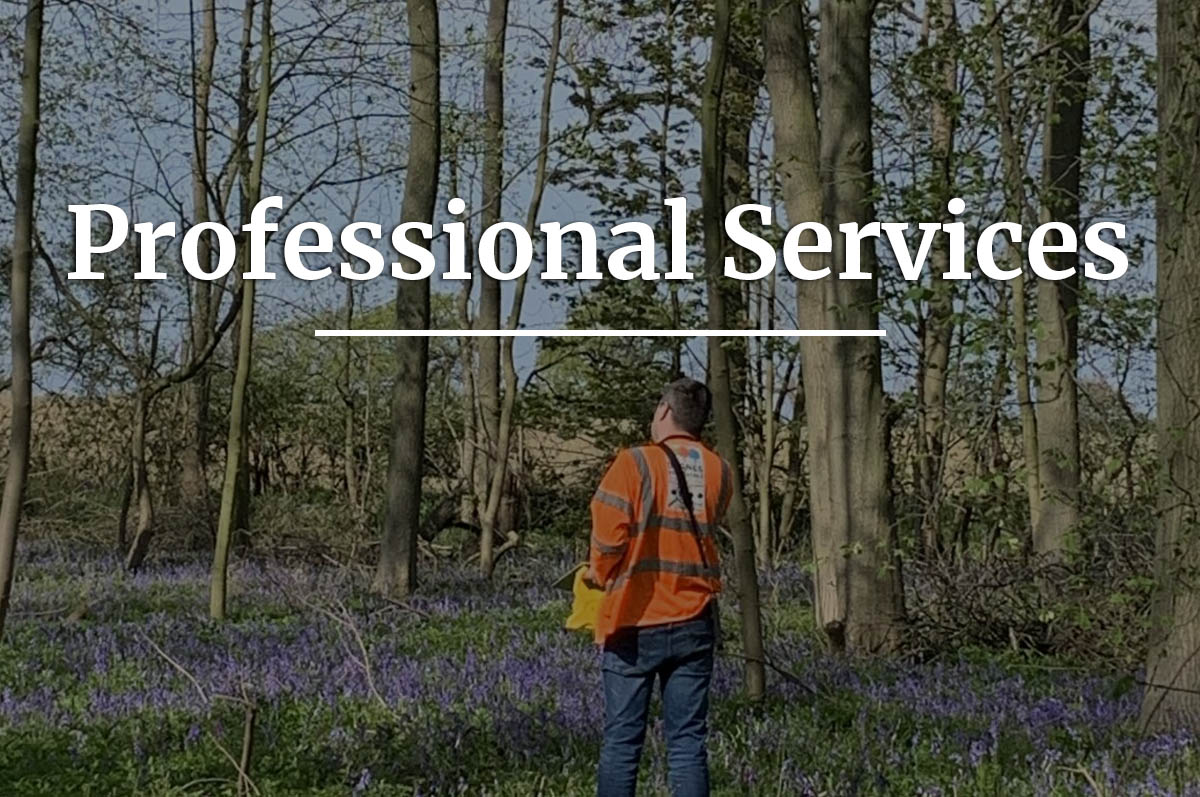 Professional Services