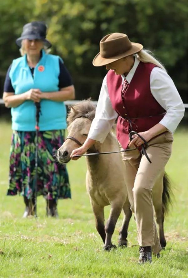 Showing a miniature horse